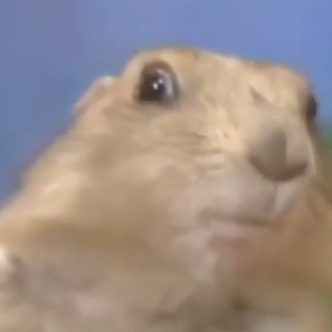 The "dramatic chipmunk" gif.