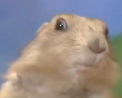 The "dramatic chipmunk" gif.