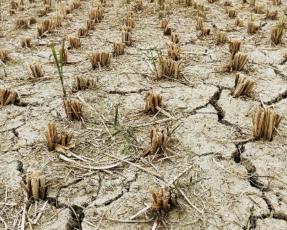 Rows of dead crops in dried out field.